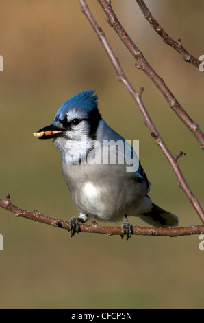 Le Geai bleu (Cyanocitta cristata) assis sur la branche d'arbre avec bouchée de noix. L'Ontario, Canada Banque D'Images