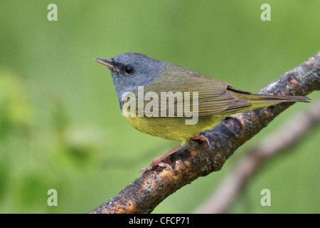 Paruline triste (Oporornis philadelphia) perché sur une branche Banque D'Images