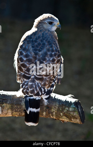 La Buse à épaulettes (Buteo lineatus) Banque D'Images