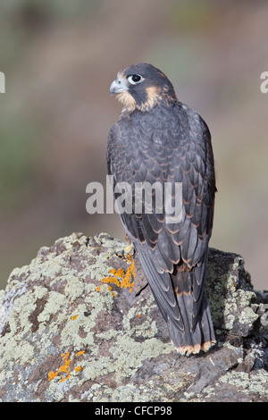 Le faucon pèlerin (Falco peregrinus) perché sur une falaise Banque D'Images