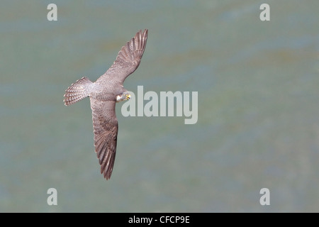 Le faucon pèlerin (Falco peregrinus) flying Banque D'Images
