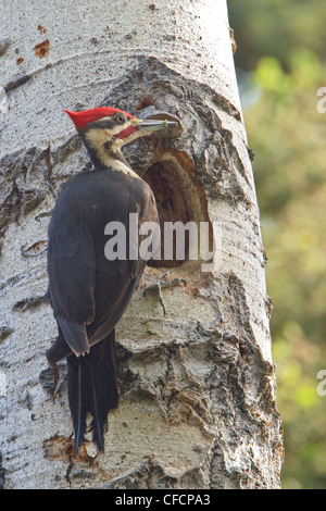 Grand Pic (Dryocopus pileatus) perché sur un arbre à son nid Banque D'Images