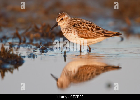 Le Bécasseau semipalmé (Calidris pusilla) dans un étang Banque D'Images