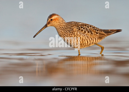 Bécasseau à échasses (Calidris himantopus) dans un étang Banque D'Images