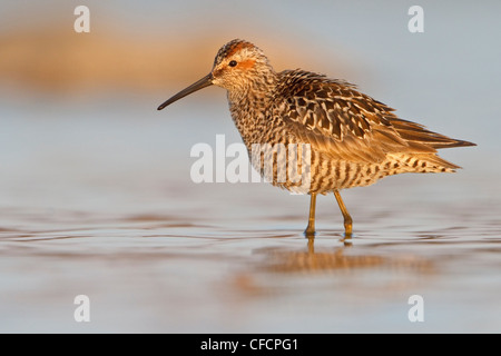 Bécasseau à échasses (Calidris himantopus) dans un étang Banque D'Images