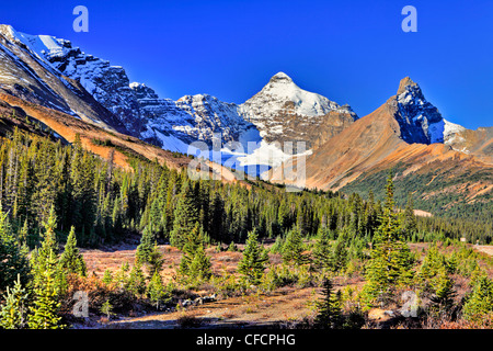 Parker Ridge, Jasper National Park, Alberta, Canada Banque D'Images