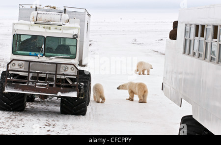 L'observation des ours polaires de Tundra Buggy, Churchill, Manitoba, Canada Banque D'Images