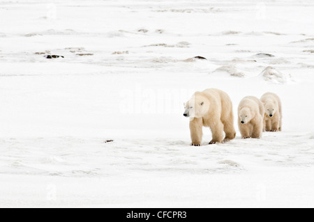 L'observation des ours polaires, Churchill, Manitoba, Canada Banque D'Images