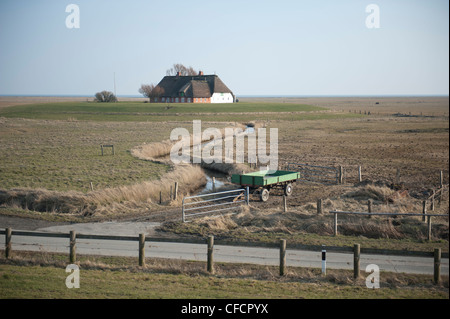 À la recherche à travers pâturages à Kirchwarft Hallig Langeneß, sur une île de la mer des Wadden en Frise du Nord, mer du Nord Banque D'Images