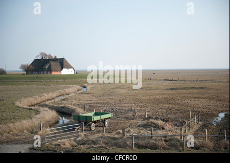 À la recherche à travers pâturages à Kirchwarft Hallig Langeneß, sur une île de la mer des Wadden en Frise du Nord, mer du Nord Banque D'Images