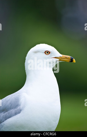 Ring-billed Gull (Larus delawarensis) Banque D'Images