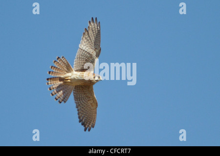 Crécerelle d'Amérique Falco sparverius battant Bosque Banque D'Images