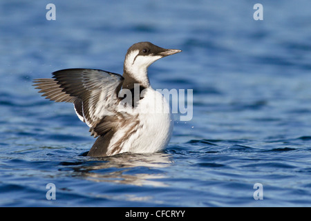 Guillemot de Troïl (Uria aalge) nager sur l'océan, près de Victoria, Colombie-Britannique, Canada. Banque D'Images