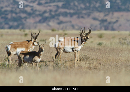 L'Antilope d'alimentation des Antilocapramericana Banque D'Images