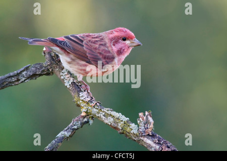 Roselin pourpré (Carpodacus purpureus) perché sur une branche près d'Ottawa, Ontario, Canada. Banque D'Images