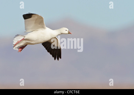 L'Oie de Ross (Chen rossii) volant à la Bosque del Apache Wildlife Refuge près de Socorro, Nouveau Mexique, Etats-Unis d'Amérique. Banque D'Images