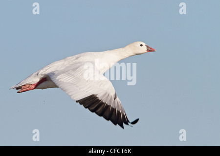 L'Oie de Ross (Chen rossii) volant à la Bosque del Apache Wildlife Refuge près de Socorro, Nouveau Mexique, Etats-Unis d'Amérique. Banque D'Images