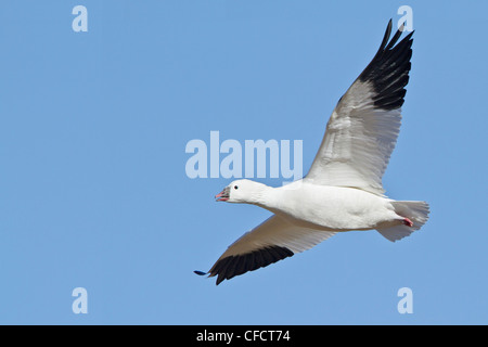 L'Oie de Ross (Chen rossii) volant à la Bosque del Apache Wildlife Refuge près de Socorro, Nouveau Mexique, Etats-Unis d'Amérique. Banque D'Images