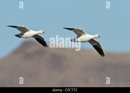 L'Oie de Ross (Chen rossii) volant à la Bosque del Apache Wildlife Refuge près de Socorro, Nouveau Mexique, Etats-Unis d'Amérique. Banque D'Images