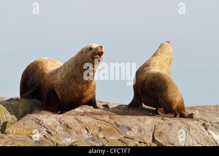 L'otarie de Steller (Eumetopias jubatus) sur les roches Banque D'Images