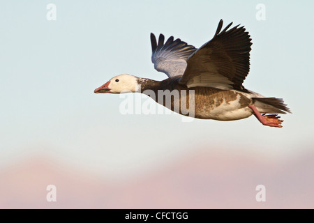 Blue Goose Chen caerulescens blue morph flying Banque D'Images