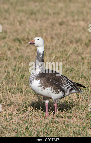 Blue Goose Chen caerulescens blue morph nourrir Banque D'Images