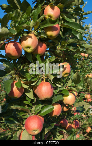 Apples in orchard à Oliver, BC, Canada en août près de temps de récolte Banque D'Images