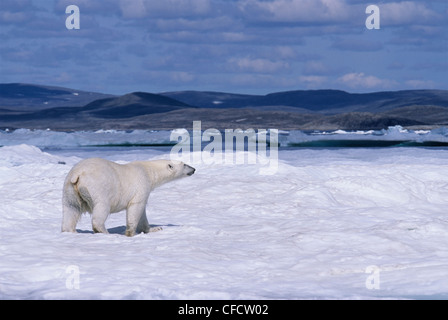L'ours polaire (Ursus maritimus), sur la glace, banquise, juillet, le parc national Ukkusiksalik, la baie Wager, Nunavut, Canada Banque D'Images