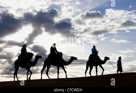 Silhouette d'homme Berbère,des chameaux le long de la crête d'une dune de sable dans la mer de sable l'Erg Chebbi près de Merzouga, Maroc Banque D'Images