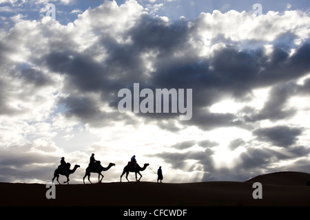 Silhouette d'homme Berbère,des chameaux le long de la crête d'une dune de sable dans la mer de sable l'Erg Chebbi près de Merzouga, Maroc Banque D'Images