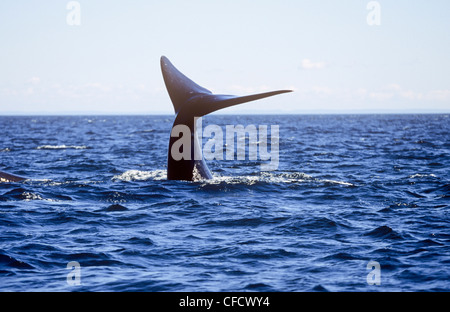 La baleine noire, du Nord (Eubalaena glacialis), la baie de Fundy, Nouveau-Brunswick, Canada Banque D'Images