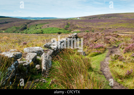 Mur en pierre sèche et la floraison heather à Dartmoor, dans le Devon UK Banque D'Images