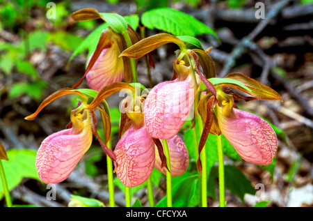 (Cypripedium acaule) Pink Lady's Slipper, Rose, fleur- mocassin (Orchidaceae), Prince Edward Island, orchidée, Plante, Wildflower Banque D'Images