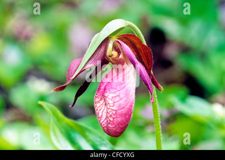 Pink Lady's Slipper, (Cypripedium acaule) Banque D'Images