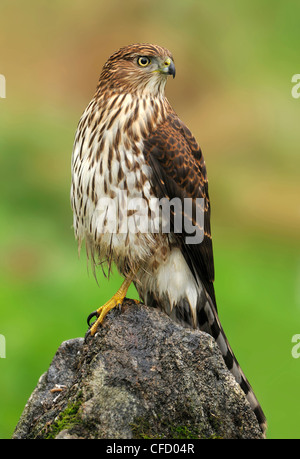 Immature, Épervier de Cooper (Accipiter cooperii) perché sur le roc, Victoria, British Columbia, Canada Banque D'Images