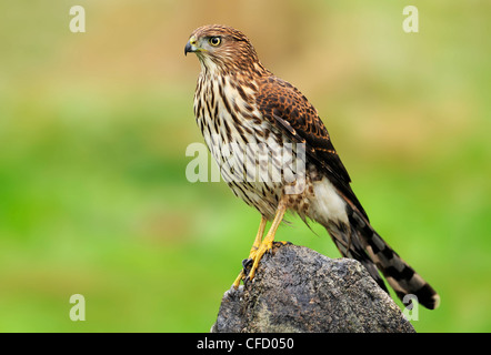 Immature, Épervier de Cooper (Accipiter cooperii) perché sur le roc, Victoria, British Columbia, Canada Banque D'Images