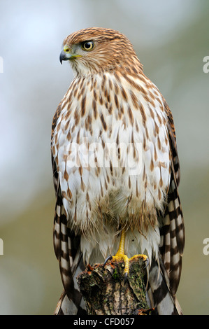 Immature, Épervier de Cooper (Accipiter cooperii) perché sur le roc, Victoria, British Columbia, Canada Banque D'Images