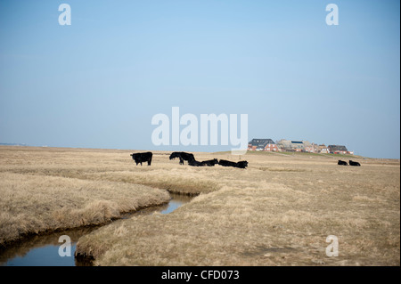 Le pâturage des vaches en face de Mayenswarf Hallig Langeneß, sur une île de la mer du Nord dans le domaine du patrimoine de l'UNESCO de la mer des Wadden ALLEMAGNE Banque D'Images