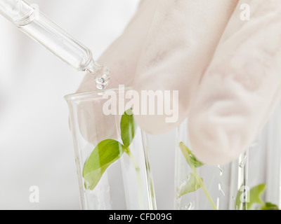 Gouttes de liquide sur le scientifique dans des tubes à essai de spécimens de plantes Banque D'Images