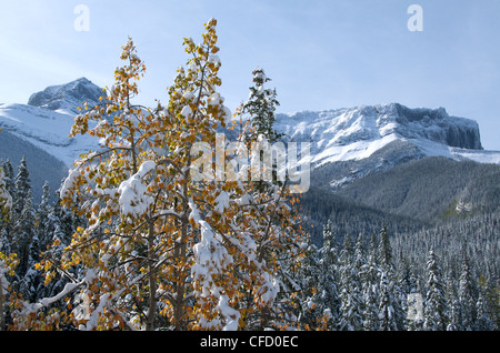Les trembles de l'automne avec de la neige fraîche dans les montagnes le long de la route du lac Maligne, parc national Jasper, Alberta, Canada