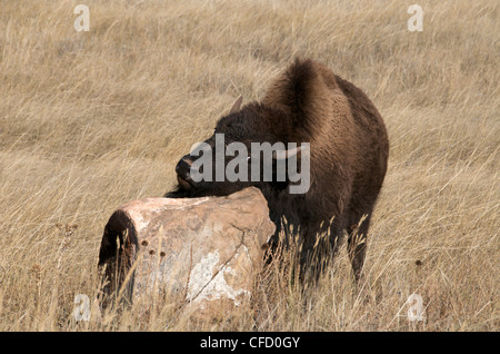 Jeune bison d'Amérique (Bison bison) rayer sur rock, Parc National de Wind Cave, Dakota du Sud, États-Unis d'Amérique. Banque D'Images