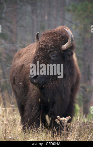 American Bison bison bison Standing Tall grass Banque D'Images