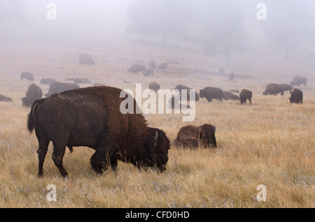 Dans le brouillard le bison d'Amérique (Bison bison), Theodore Rooosevelt Parc National, Unité Nord, Dakota du Nord, États-Unis d'Amérique. Banque D'Images