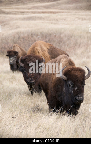 Le bison d'Amérique (Bison bison) sur les prairies, Parc National de Wind Cave, Dakota du Sud, États-Unis d'Amérique. Banque D'Images