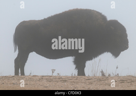 Le bison d'Amérique (Bison bison) dans le brouillard, le Parc National Theodore Roosevelt, Unité Nord, Dakota du Nord, États-Unis d'Amérique. Banque D'Images