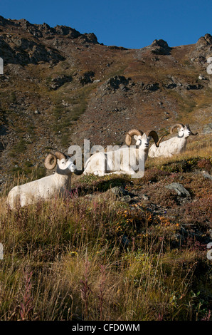 Bande de Dall (mâle) (Ovis dalli) reposant sur des montagnes d'Alaska, Amérique du Nord. Banque D'Images