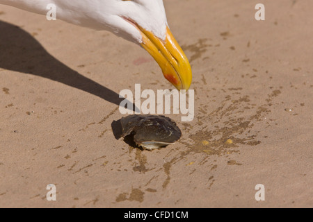 Western, Larus occidentalis, manger ; crabe Bolinas Bay, California, USA Banque D'Images