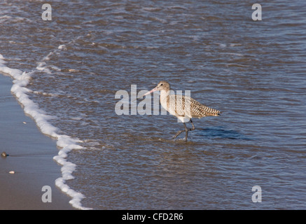 La Barge marbrée, Limosa fedoa, nourrir le long de la Californie, USA ; tideline Banque D'Images