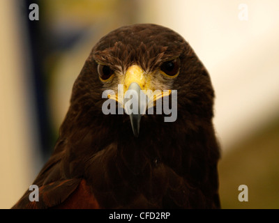 Harris Parabuteo unicinctus, Hawk Banque D'Images