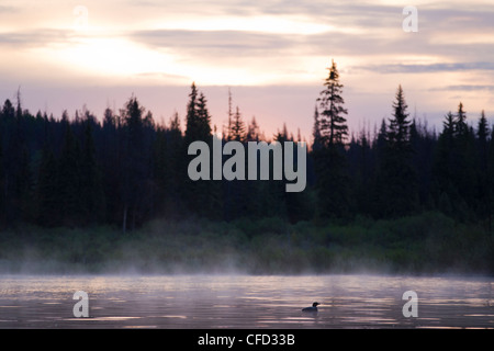 Plongeon huard (Gavia immer), des profils à dawn mist, lac Le Jeune, British Columbia, Canada Banque D'Images